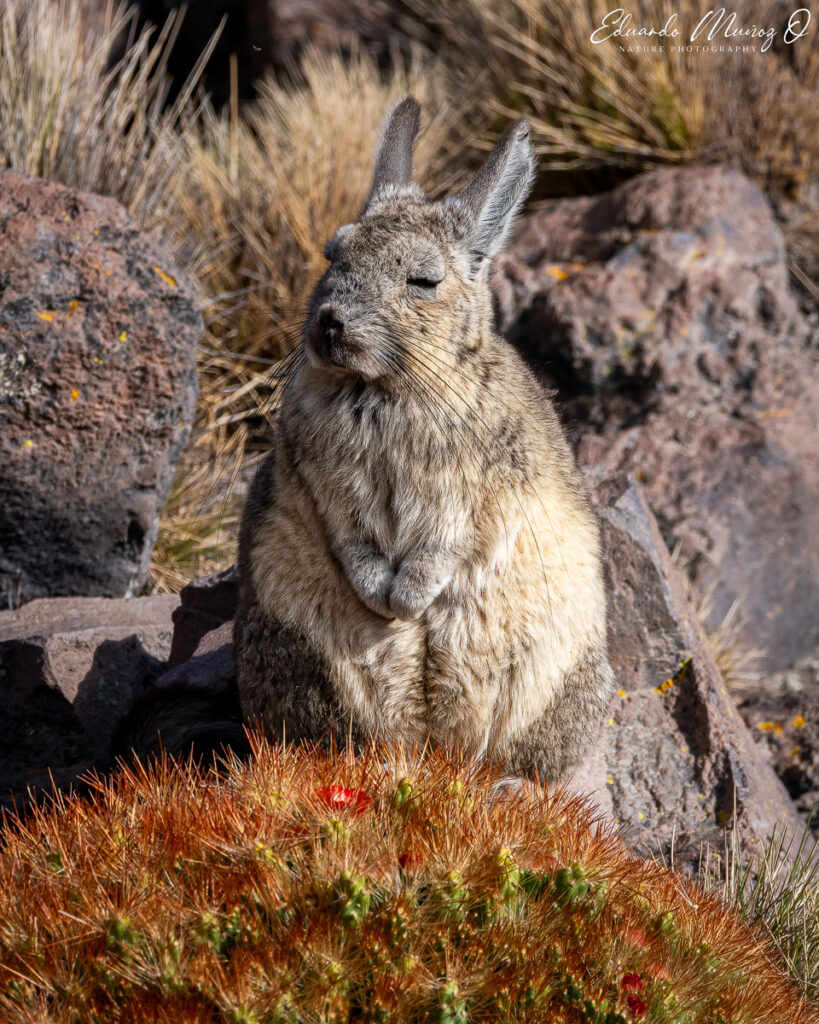 Vizcacha. Foto: Eduardo Muñoz.