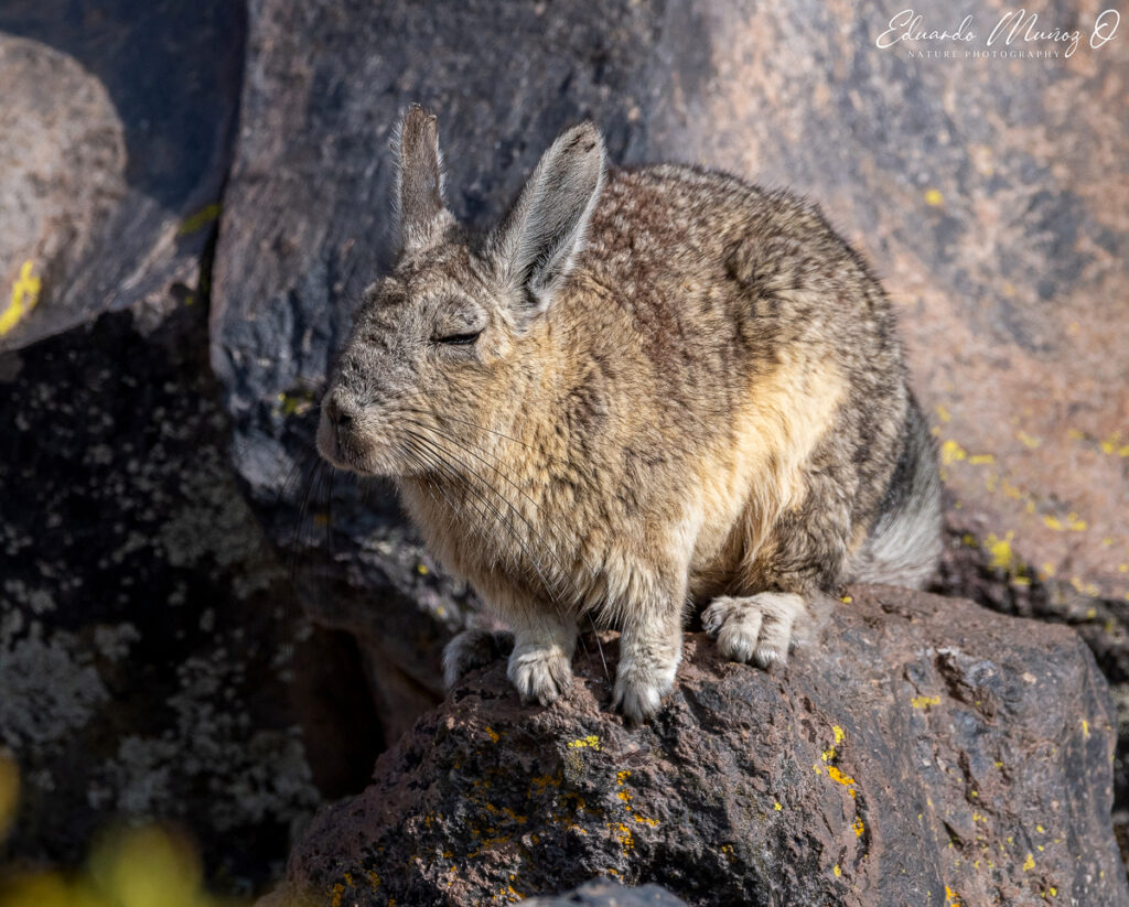 Vizcacha. Foto: Eduardo Muñoz.