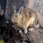 Vizcacha. Foto: Eduardo Muñoz.
