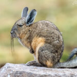 Vizcacha. Foto: Eduardo Muñoz.