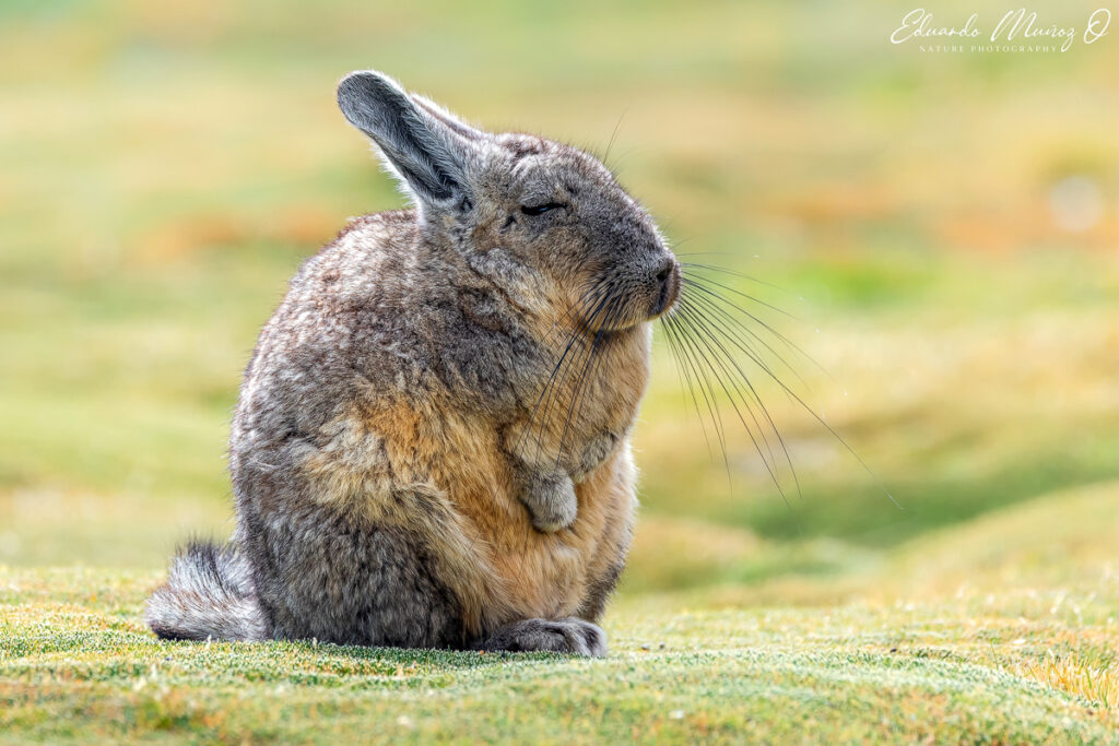 Vizcacha. Foto: Eduardo Muñoz.