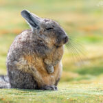Vizcacha. Foto: Eduardo Muñoz.