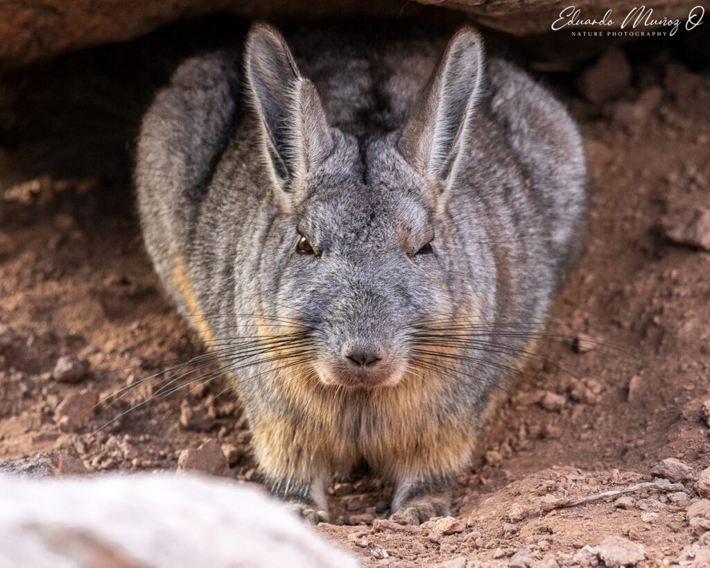 Vizcacha. Foto: Eduardo Muñoz.