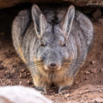 Vizcacha. Foto: Eduardo Muñoz.
