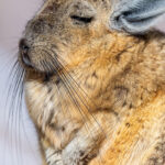 Vizcacha. Foto: Eduardo Muñoz.