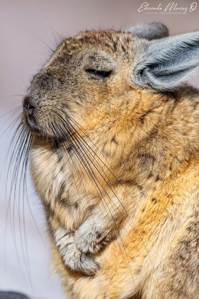 Vizcacha. Foto: Eduardo Muñoz.