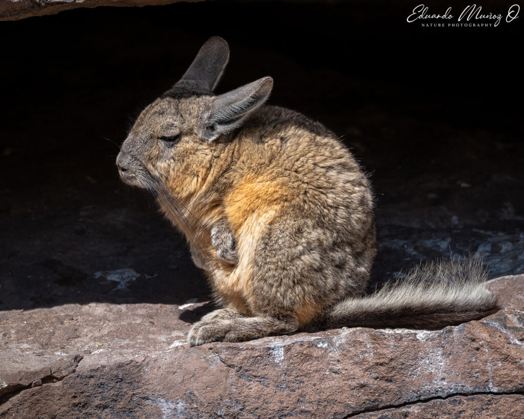 Vizcacha. Foto: Eduardo Muñoz.
