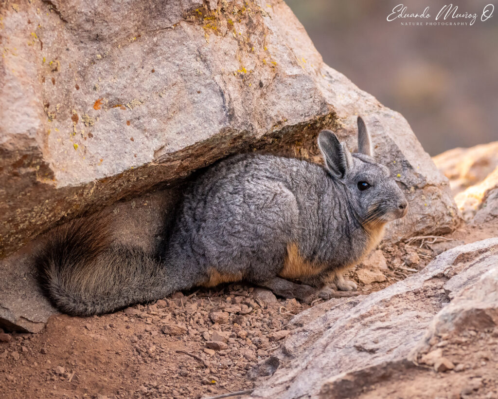 Vizcacha. Foto: Eduardo Muñoz.