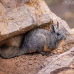 Vizcacha. Foto: Eduardo Muñoz.