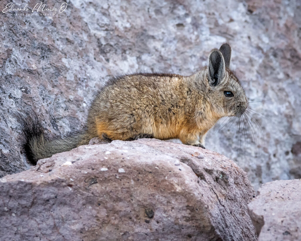 Vizcacha. Foto: Eduardo Muñoz.