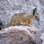 Vizcacha. Foto: Eduardo Muñoz.