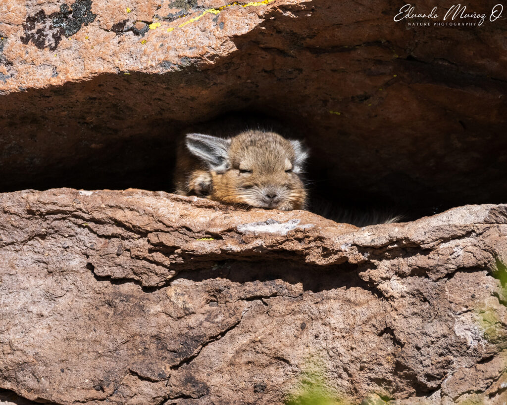 Vizcacha entre roqueríos. Foto: Eduardo Muñoz.