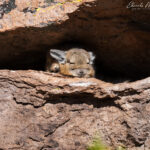 Vizcacha entre roqueríos. Foto: Eduardo Muñoz.