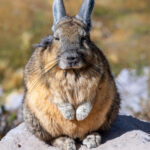 Vizcacha. Foto: Eduardo Muñoz.