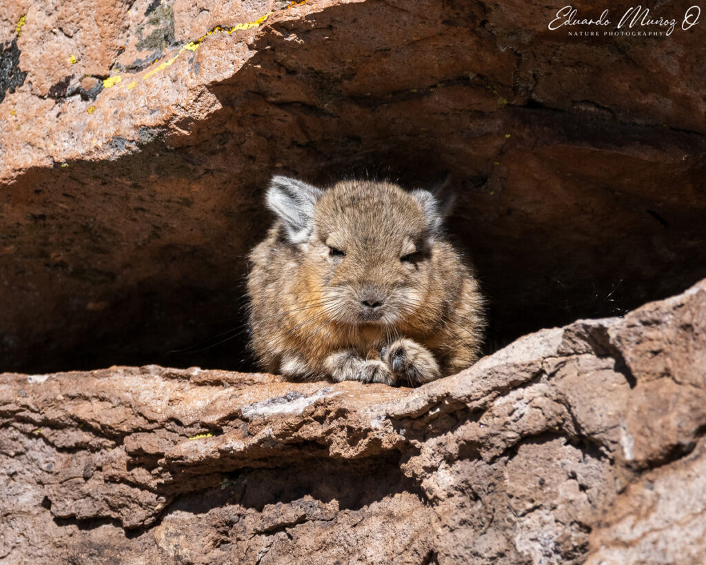 Vizcacha descansando en roqueríos. Foto: Eduardo Muñoz.