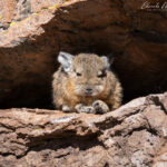 Vizcacha descansando en roqueríos. Foto: Eduardo Muñoz.