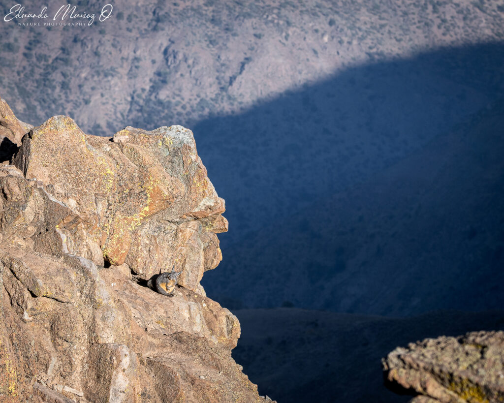 Vizcacha. Foto: Eduardo Muñoz.