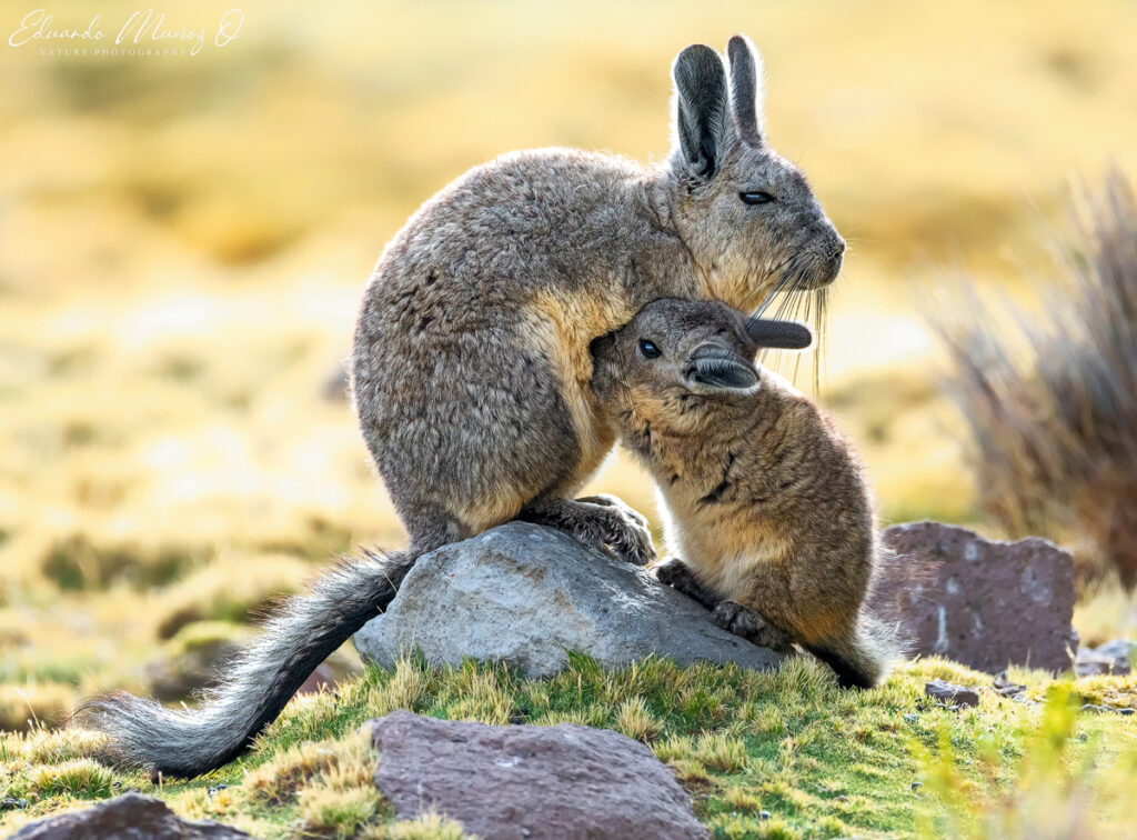 Vizcacha y su cría. Foto: Eduardo Muñoz.