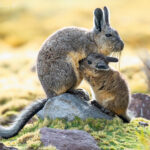 Vizcacha y su cría. Foto: Eduardo Muñoz.