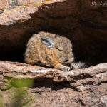 Vizcacha. Foto: Eduardo Muñoz.
