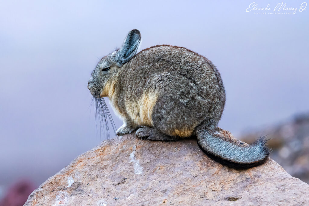 Vizcacha. Foto: Eduardo Muñoz.