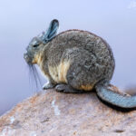 Vizcacha. Foto: Eduardo Muñoz.