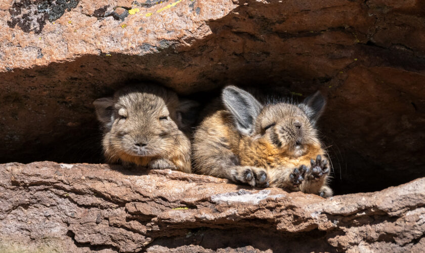 Las vizcachas y su rol oculto en la cordillera: Un viaje junto al adorable roedor andino bajo el lente de Eduardo Muñoz