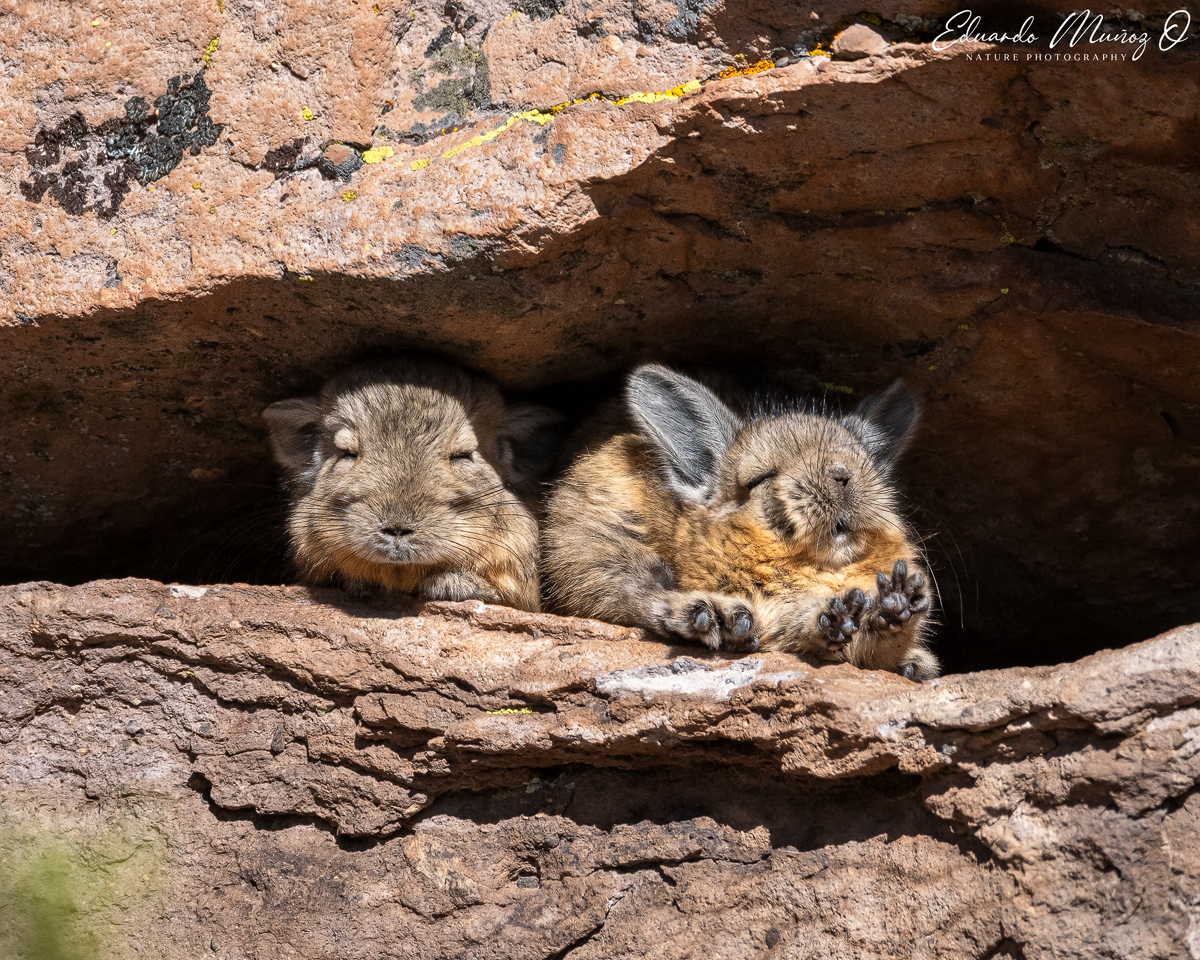 Las vizcachas y su rol oculto en la cordillera: Un viaje junto al adorable roedor andino bajo el lente de Eduardo Muñoz