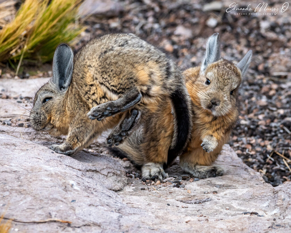 Vizcachas. Foto: Eduardo Muñoz.