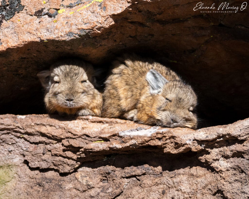 Vizcachas descansando en roqueríos. cc Eduardo Muñoz.