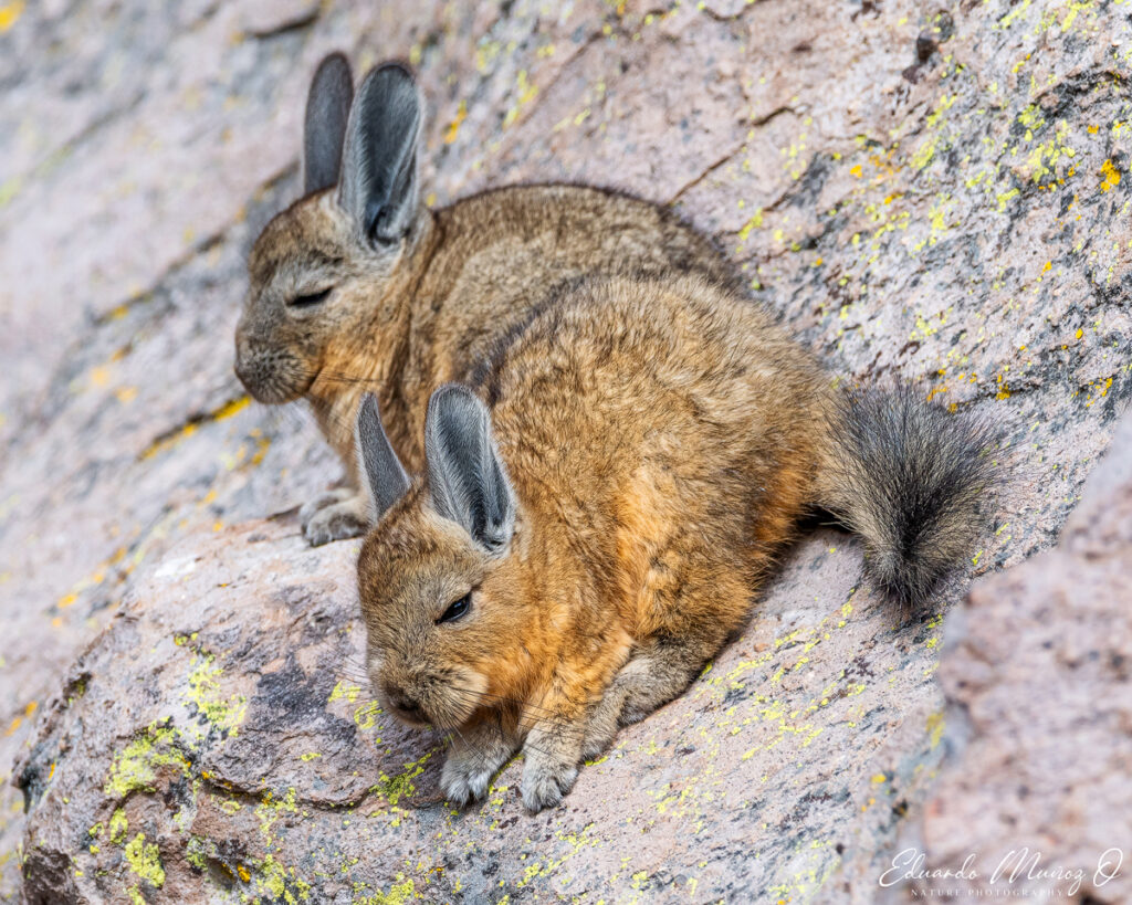 Vizcachas. Foto: Eduardo Muñoz.