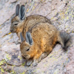 Vizcachas. Foto: Eduardo Muñoz.