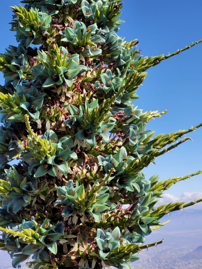 Chagual. Créditos: Bernardo Segura.