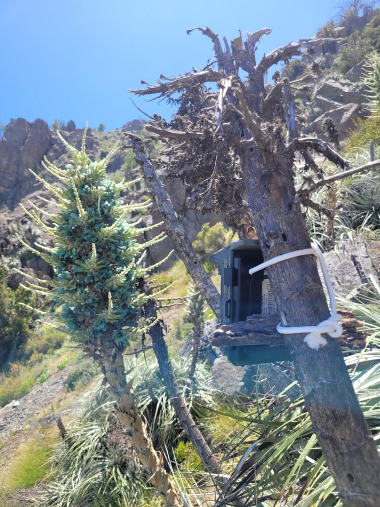 Chagual. Créditos: Bernardo Segura.