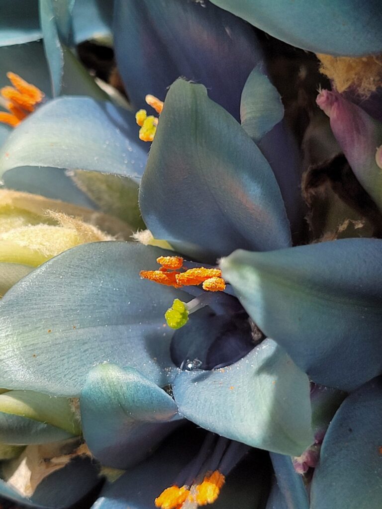 Chagual. Créditos: Bernardo Segura.