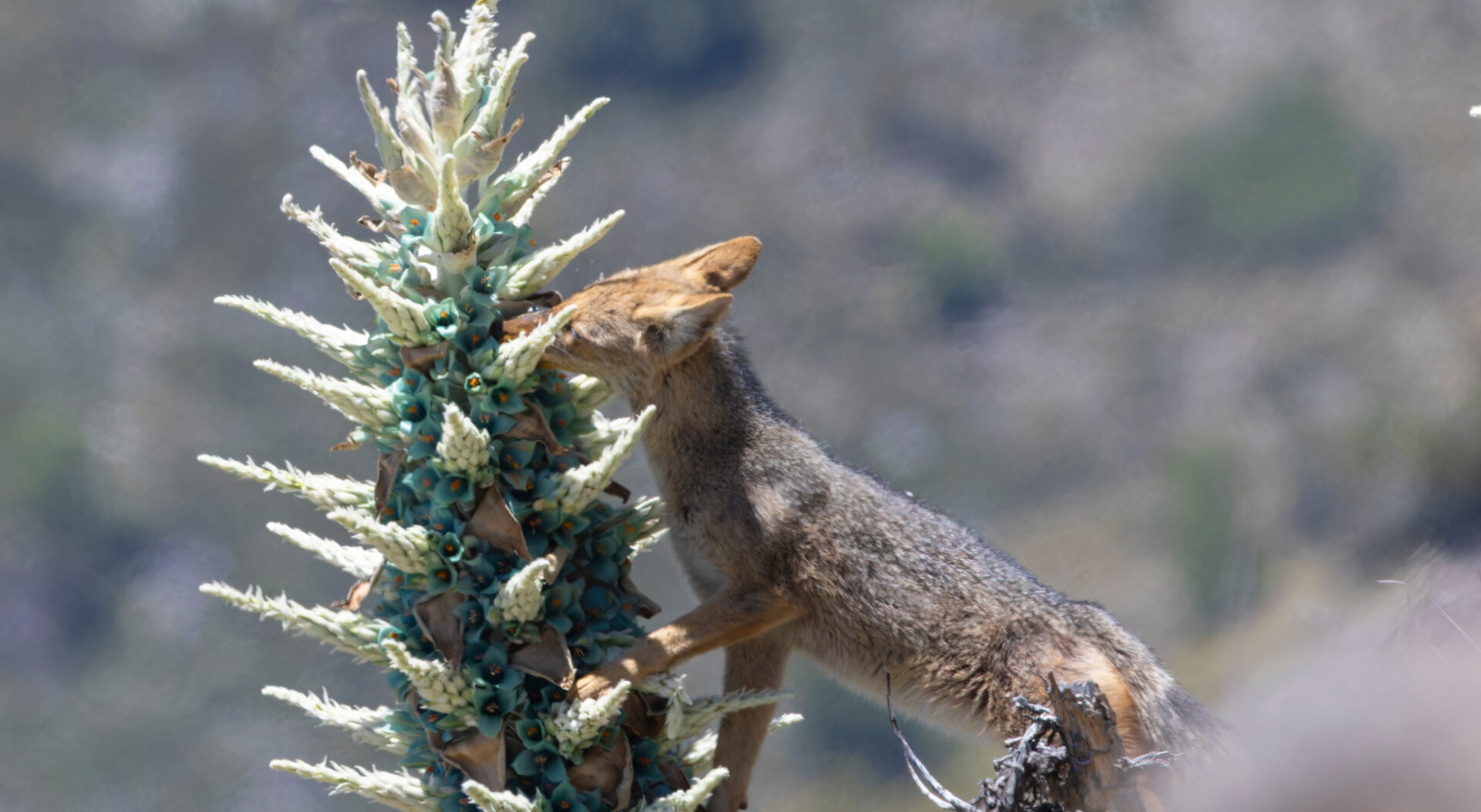 Una conducta poco conocida: Captan a zorro culpeo polinizando un chagual