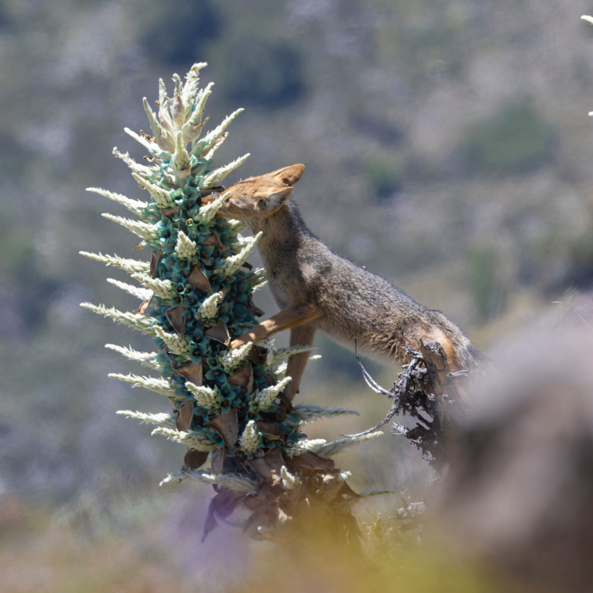 Una conducta poco conocida: Captan a zorro culpeo polinizando un chagual