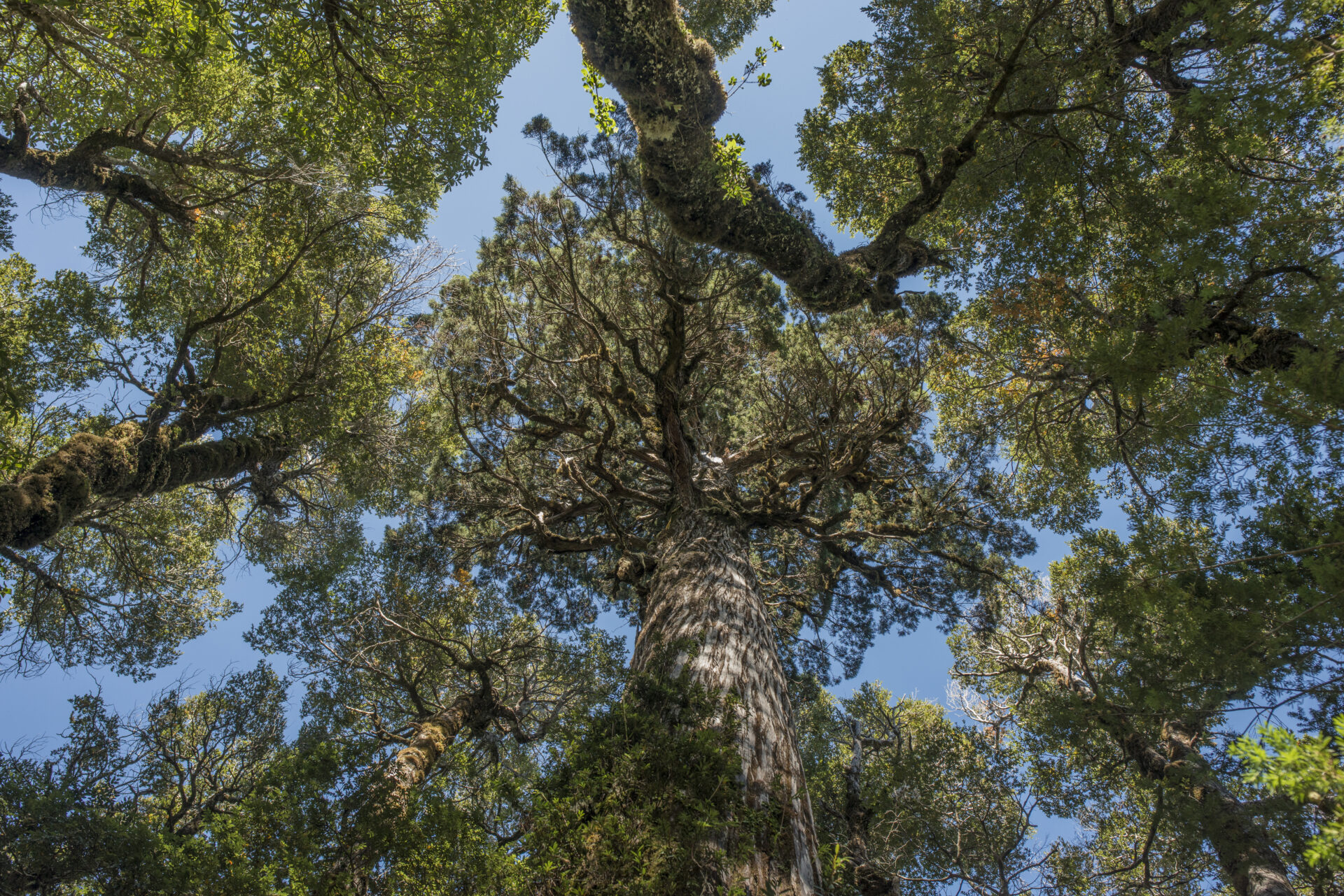 Estudio revela que alerces milenarios de Chile albergan una enorme biodiversidad subterránea de hongos 