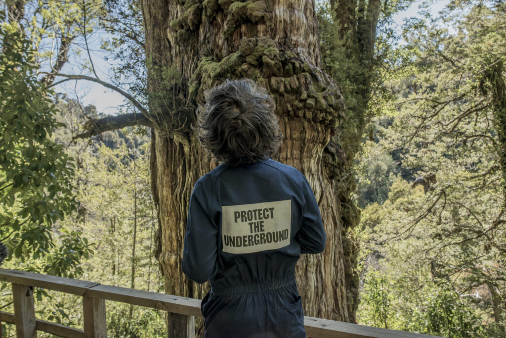Alerce chileno, foto por Tomás Munita para SPUN