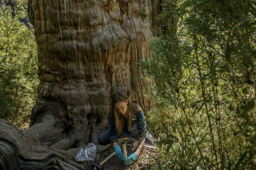 Alerce chileno, foto por Tomás Munita para SPUN