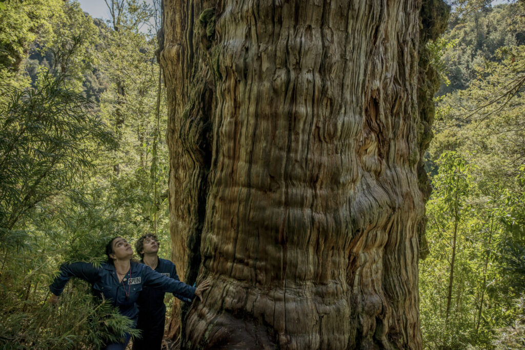 Alerce chileno, foto por Tomás Munita para SPUN