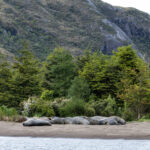 Reserva Nacional Kawésqar. Créditos: Benjamín Valenzuela