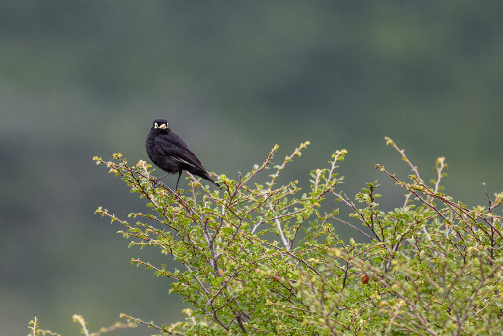 Reserva Nacional Lago Carlota. Créditos: Benjamín Valenzuela