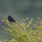 Reserva Nacional Lago Carlota. Créditos: Benjamín Valenzuela