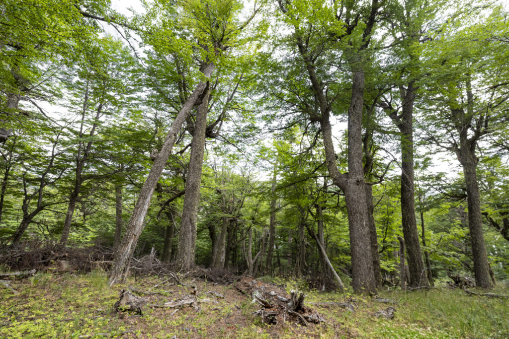 Reserva Nacional Lago Carlota. Créditos: Benjamín Valenzuela