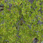 Reserva Nacional Lago Carlota. Créditos: Benjamín Valenzuela