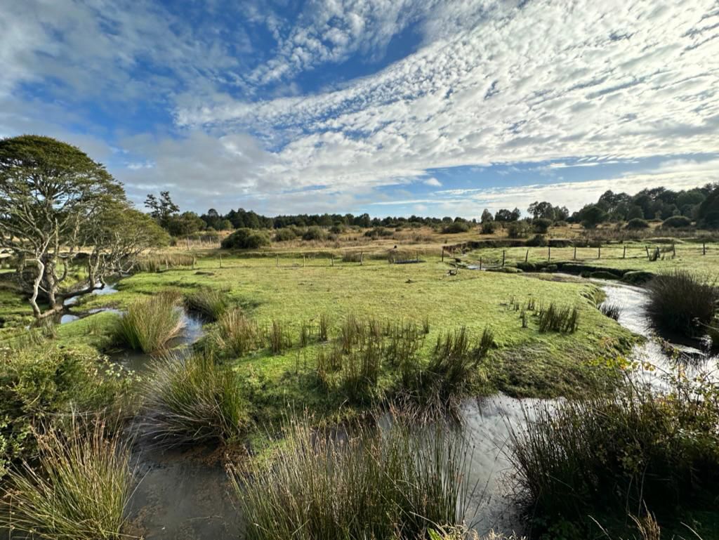 Estudio publicado en Science cuestiona la antigüedad del sitio arqueológico chileno de Monte Verde y reabre debate sobre el poblamiento de América