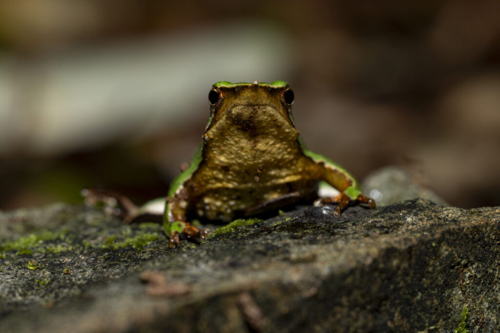 Reserva Nacional Lago Rosselot. Créditos: Benjamín Valenzuela