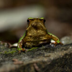 Reserva Nacional Lago Rosselot. Créditos: Benjamín Valenzuela