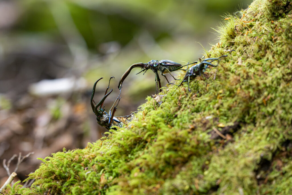 Reserva Nacional Lago Rosselot. Créditos: Benjamín Valenzuela